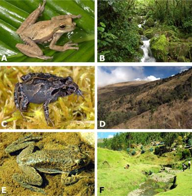 Widespread Elevational Occurrence of Antifungal Bacteria in Andean Amphibians Decimated by Disease: A Complex Role for Skin Symbionts in Defense Against Chytridiomycosis